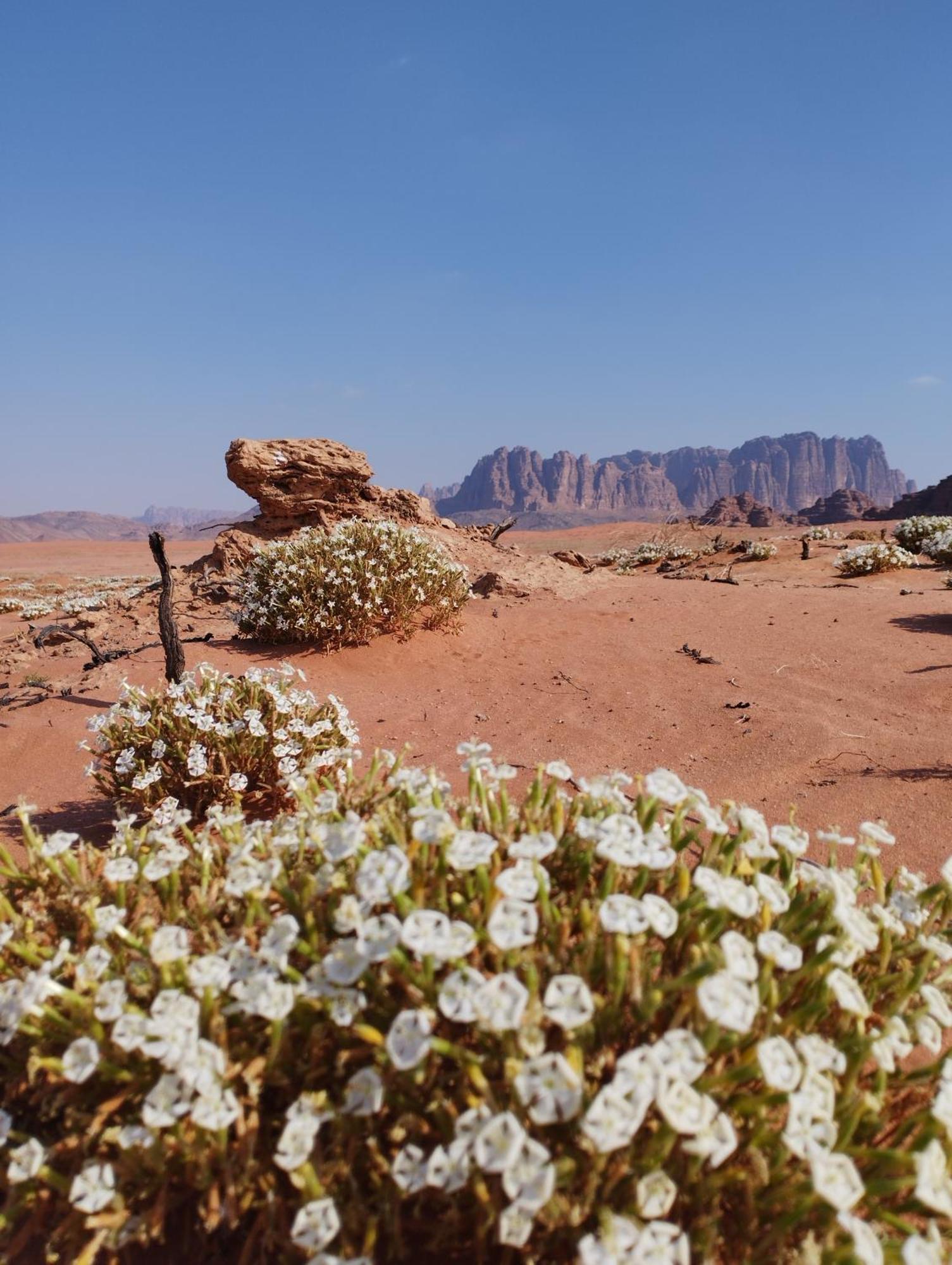 Wadi Rum Sand Delight Camp Hotel Exterior foto